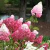 shrubs (hydrangea paniculata 'Renhy')