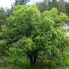 trees (Quercus Macrocarpa)