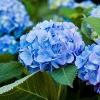 shrubs (Hydrangea macrophylla 'Grenan')