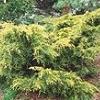 shrubs (Juniper chinensis)