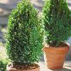 shrubs (Buxus Koreana x Buxus Sempervirens)