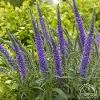 perennials (Veronica 'Hocus Pocus' Speedwell)