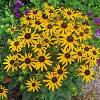 perennials (Rudbeckia fulgida)