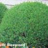 shrubs (Buxus Microphylla)