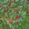 shrubs (Ilex Verticillata)