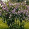 shrubs (Syringa vulgaris)