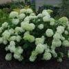 shrubs (Hydrangea arborescens)