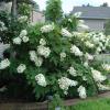 shrubs (Hydrangea quercifolia)