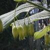 perennials (Polygonatum odoratum,' Variegatum')