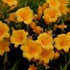 perennials (Hemerocallis)