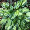 perennials (Hosta 'Rainbow's End')