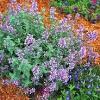 perennials (Nepeta faassenii 'Cat's Meow')