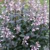 perennials (Penstemon 'Dark Towers')