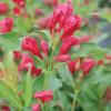 shrubs (Weigela florida 'Verweig-6')