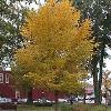 trees (Ulmus americana)