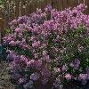 shrubs (Syringa x 'Penda')