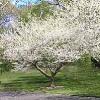 trees (Cercis canadensis 'Royal White')