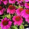 perennials (Echinacea)