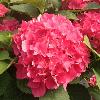 shrubs (Hydrangea macrophylla)