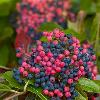 shrubs (Viburnum)