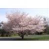 trees (Prunus)