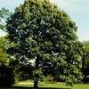 trees (Quercus bicolor)