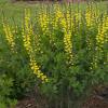 perennials (Baptisia)