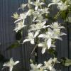 perennials (Clematis terniflora)