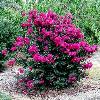 shrubs (Lagerstroemia indioca)