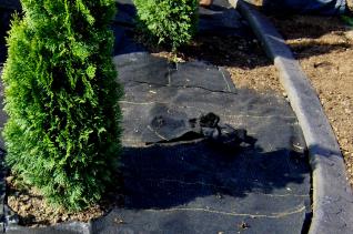 Stamped Concrete defines the edge for the shurbs