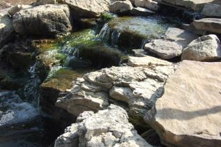 Backyard Pond