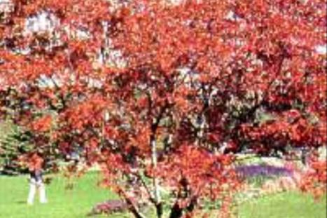 Trees