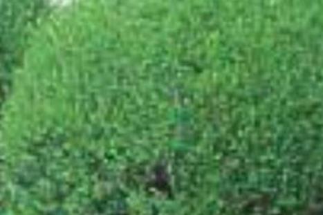 Winter Garden Picks