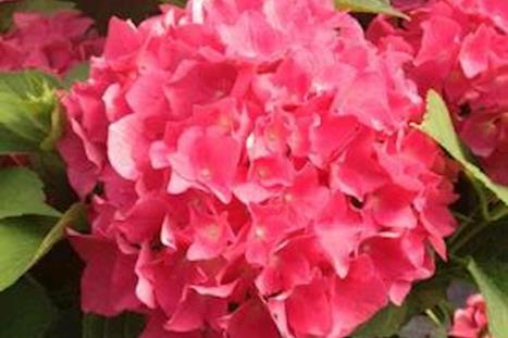 Our Favorite Hydrangeas