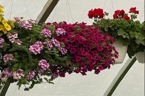 Greenhouse